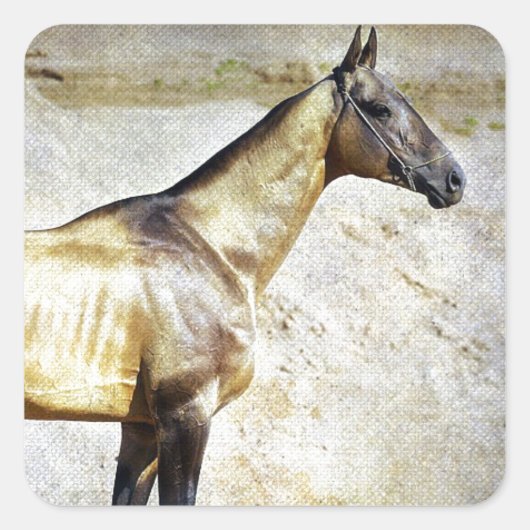 Akhal-teke Vierkante Sticker (Voorkant)