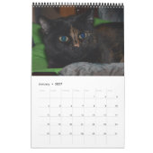 Akira the Tortie Bengal 2017 Medium Calendar Kalender (Jan 2027)