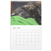 Akira the Tortie Bengal 2017 Medium Calendar Kalender (Mar 2027)