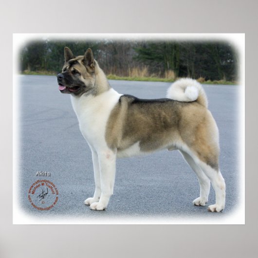 Akita 8P004D-12 Poster (Voorkant)