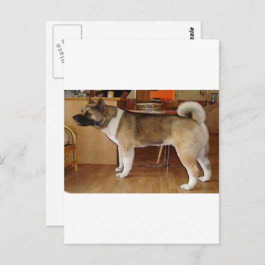 Akita Briefkaart (Voorkant / Achterkant)
