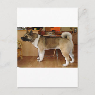 Akita Briefkaart