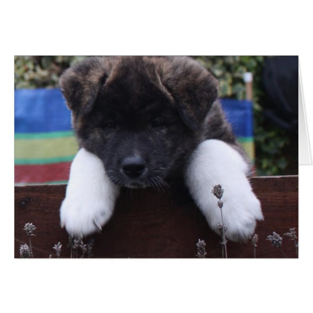 Akita Cards (Voorkant Horizontaal)