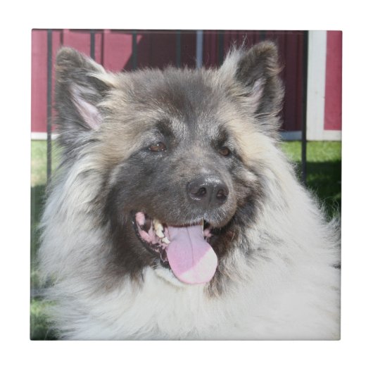 Akita dog tegeltje (Voorkant)