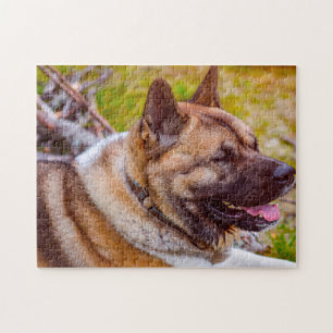 Akita honden. legpuzzel