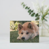 Akita Inu Dog Deep Thoughts Briefkaart (Staand voorkant)