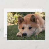 Akita Inu Dog Deep Thoughts Briefkaart (Voorkant / Achterkant)