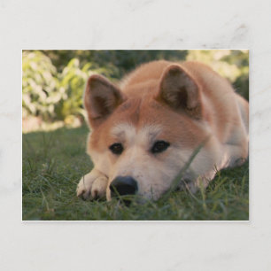Akita Inu Dog Deep Thoughts Briefkaart