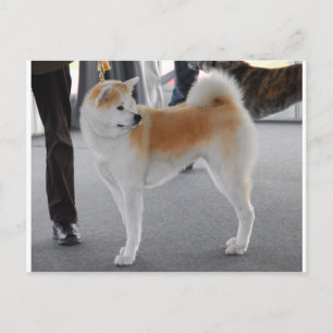Akita Inu Dog in een hond Show Briefkaart