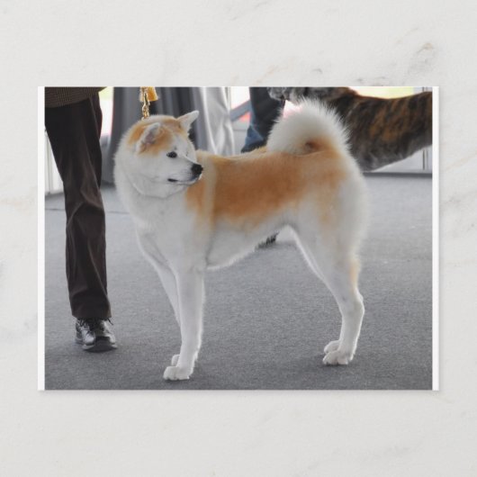 Akita Inu Dog in een hond Show Briefkaart (Voorkant)