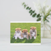 Akita Inu Dog Puppies Briefkaart (Staand voorkant)
