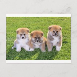 Akita Inu Dog Puppies Briefkaart