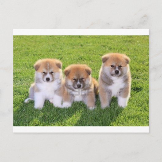 Akita Inu Dog Puppies Briefkaart (Voorkant)