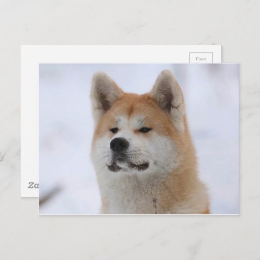 Akita Inu Dog ziet er serieus uit Briefkaart (Voorkant / Achterkant)