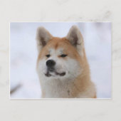 Akita Inu Dog ziet er serieus uit Briefkaart (Voorkant)