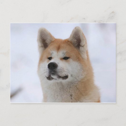 Akita Inu Dog ziet er serieus uit Briefkaart (Voorkant)
