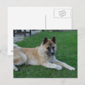 akita leg.png briefkaart (Voorkant / Achterkant)