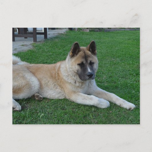 akita leg.png briefkaart (Voorkant)