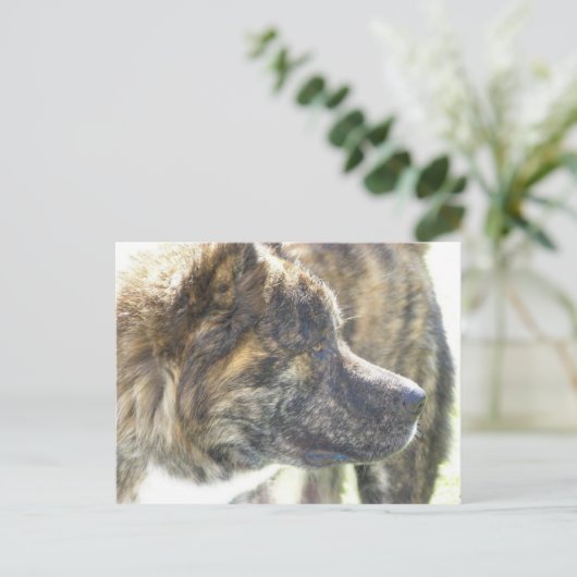 Akita-postkaart Briefkaart (Staand voorkant)