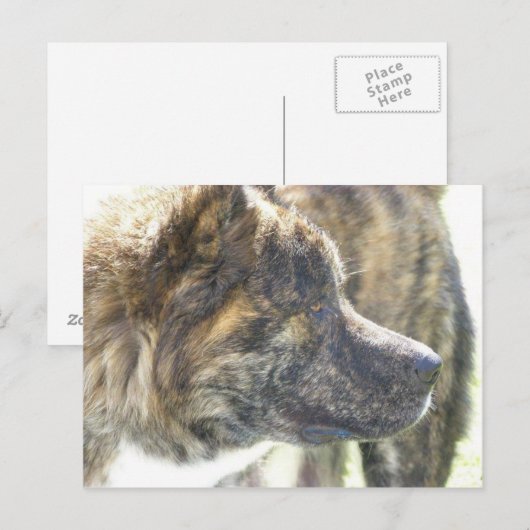 Akita-postkaart Briefkaart (Voorkant / Achterkant)