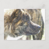 Akita-postkaart Briefkaart (Voorkant)