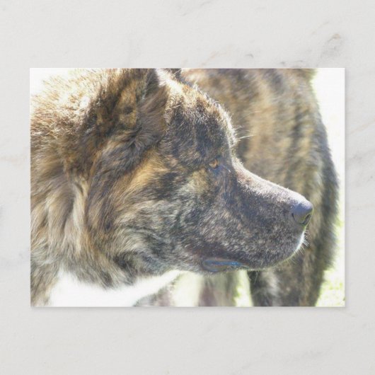 Akita-postkaart Briefkaart (Voorkant)