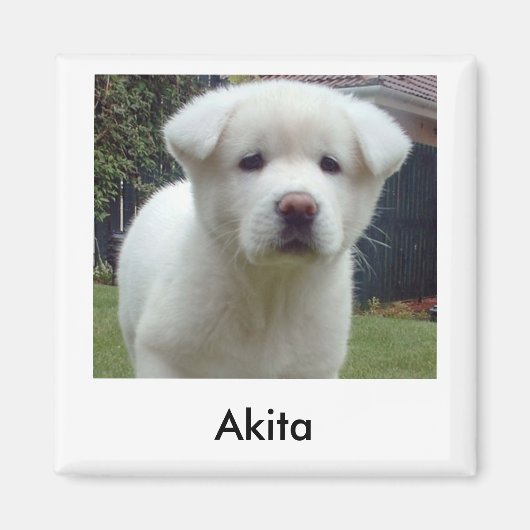 Akita Puppy Magnet (Voorkant)