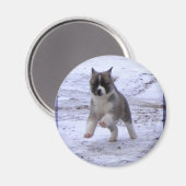 Akita Puppy Magneten (Voorkant / Achterkant)