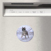 Akita Puppy Magneten (Insitu (Vaatwasser))