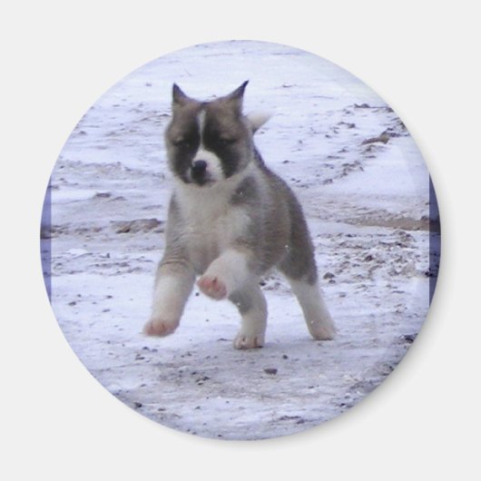 Akita Puppy Magneten (Voorkant)