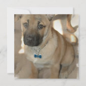 Akita Puppy Uitnodiging (Voorkant)