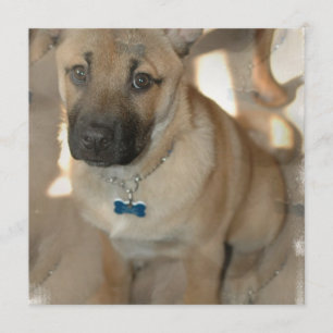 Akita Puppy Uitnodiging