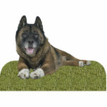 Akita Staand Fotobeeldje<br><div class="desc">Deze fotosculptuur is van een mooie Akita. U kunt dit ontwerp aanpassen en tot het in een verscheidenheid van grootte opdracht geven. Dit Akita-ontwerp is ook beschikbaar in de vorm van geknipte, gekapte magneten, siervoorwerpen, spelden en sleutelhangers.</div>