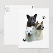 Akita Trio Briefkaart (Voorkant / Achterkant)