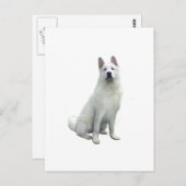 Akita - White Briefkaart (Voorkant / Achterkant)
