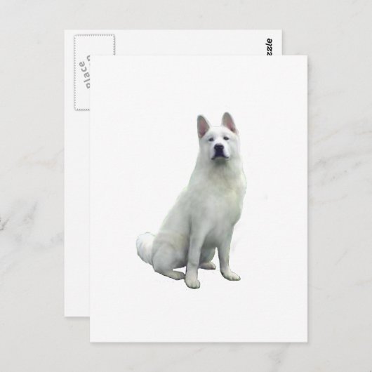 Akita - White Briefkaart (Voorkant / Achterkant)
