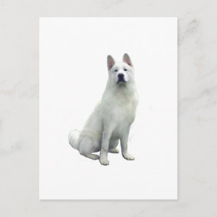 Akita - Wit Briefkaart