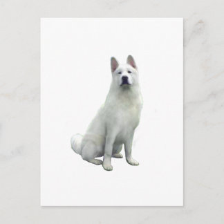 Akita - Wit Briefkaart
