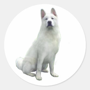 Akita - Wit Ronde Sticker