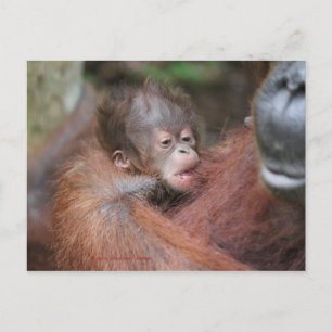 Akmad's nieuwe babyzoon in Camp Leakey Aankondigingskaart