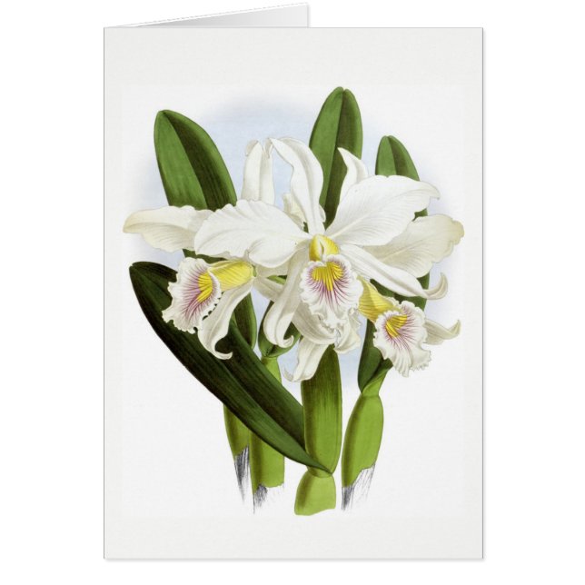 Al Occasion White Orchid Wenskaart (Voorkant)