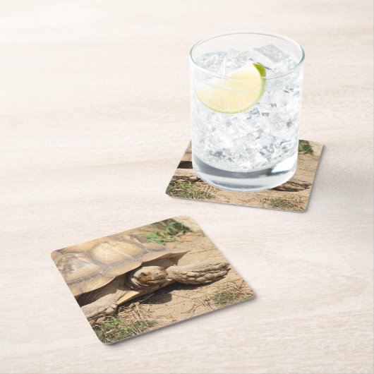 Ala Aldabra Kartonnen Onderzetters (Insitu)