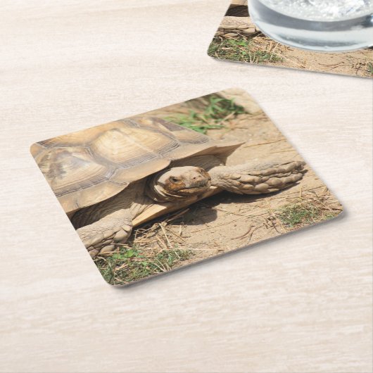 Ala Aldabra Kartonnen Onderzetters (Schuin)