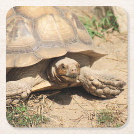 Ala Aldabra Kartonnen Onderzetters