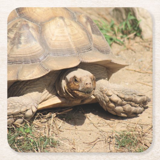 Ala Aldabra Kartonnen Onderzetters (Voorkant)