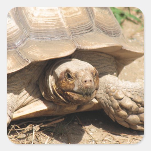 Ala Aldabra Vierkante Sticker (Voorkant)