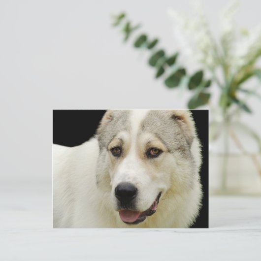 Alabai Dog briefkaart (Staand voorkant)