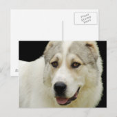 Alabai Dog briefkaart (Voorkant / Achterkant)