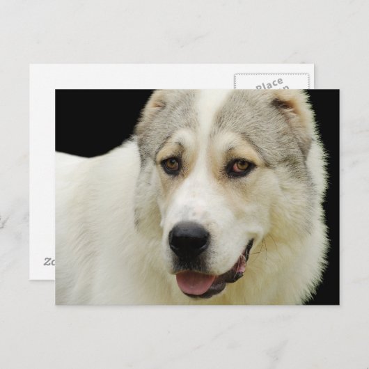 Alabai Dog briefkaart (Voorkant / Achterkant)