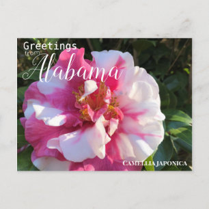 Alabama Camellia Flower Briefkaart